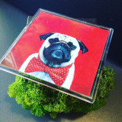 Фотомагниты